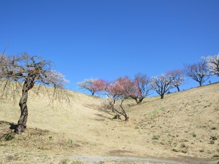 3月4日（水）　敷島総合公園　梅見　２