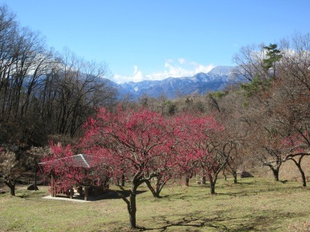 3月4日（水）　敷島総合公園　梅見　３