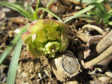 3月7日（土）　蕗の薹
