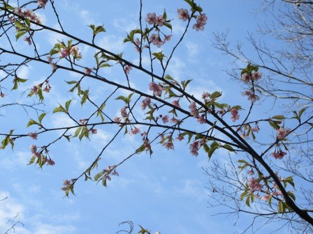10:26　森林学習展示館下の彼岸桜は見頃を迎えていた