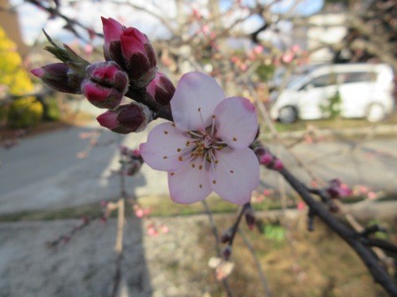 アーモンドの開花、昨年は3月28日で、9日早い