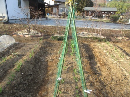 上さんと二人、スナップエンドウの支柱の設営、昨年は4月2日