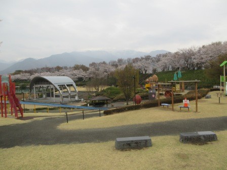 甲府市　曽根丘陵公園　上部にある遊具広場の向こうの桜並木は満開