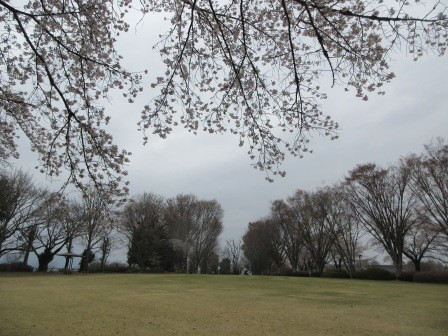 芝生広場の桜の下で、コーヒーを淹れ、パンを炙って、おやつ
