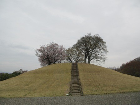 円墳の丸山古墳頂部の桜も満開