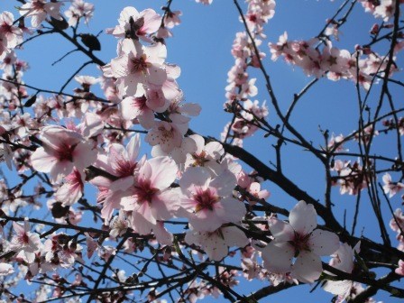 爛漫のアーモンド