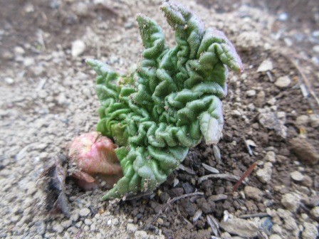 ルバーブの芽吹き、去年も27日