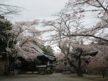朝の散歩　鎧塚観音の花見
