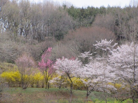 朝の散歩　里山は春爛漫