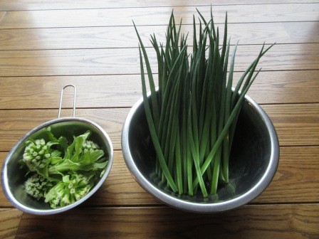 散歩の際に見つけた蕗の薹と菜園の分葱