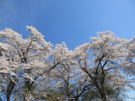 4月3日（金）　運動場の花見