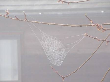 4月5日（日）　雨に映える蜘蛛の巣、日曜美術館で堀文子氏が霧吹きで蜘蛛の巣に水をかけて、観察していた