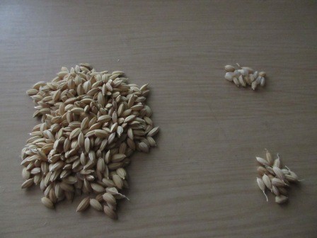 4月5日（日）　13日（月）の塩水選に向けて籾の選別と鬚取り