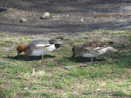 9:05　みずべ公園、鴨のお出迎え、足元の糞に注意とのこと