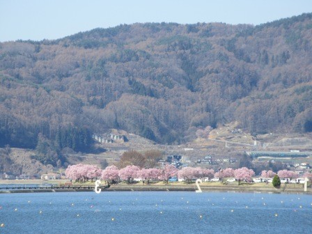 9:08　漕艇場の湖上のレーン番号の向こうに赤砂崎公園の桜並木