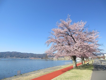 9:15　みずべ公園から漕艇場の間にある桜並木