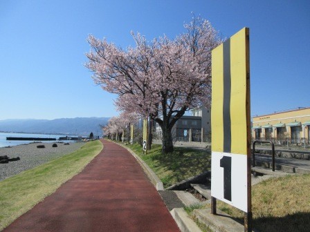 9:29　レーン表示と桜並木