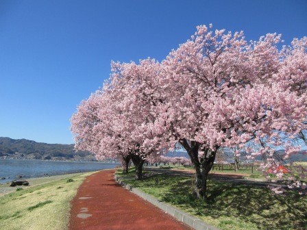 9:37　本日のハイライト、赤砂崎公園界隈の桜並木