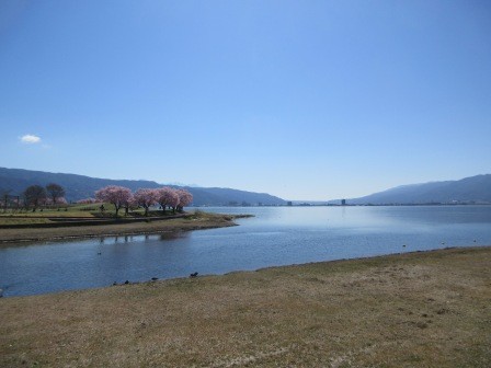 9:46　岡谷湖畔公園方面から見た赤砂崎公の桜並木