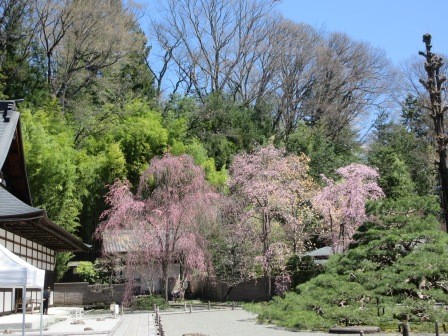12:09　慈雲寺の枝垂れ桜