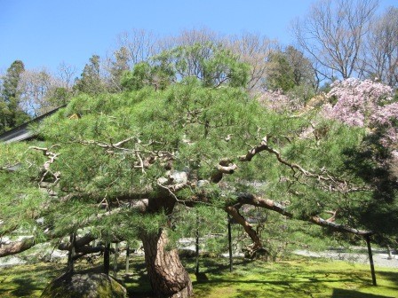 12:14　慈雲寺の松