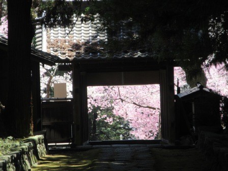 12:15　慈雲寺の参道の山門の向こうに桜