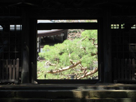 12:16　慈雲寺の参道の山門を振り返ってみた松