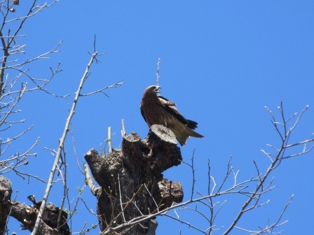 12:34　慈雲寺界隈を少し散策、枯木に鳶