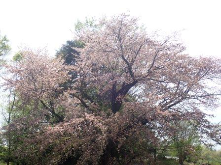 集会所裏手の遅咲きの桜