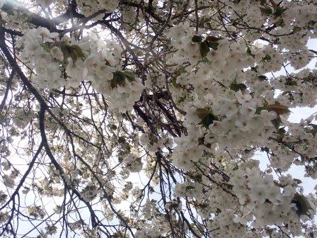 真っ白で大ぶりな太白の桜の花弁