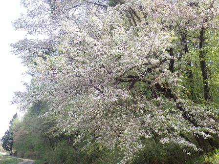 田んぼ沿いの山桜