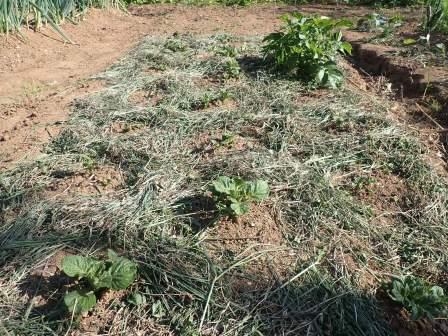 ジャガイモの株周りに刈草を敷く、一株は一昨年からの取り残し