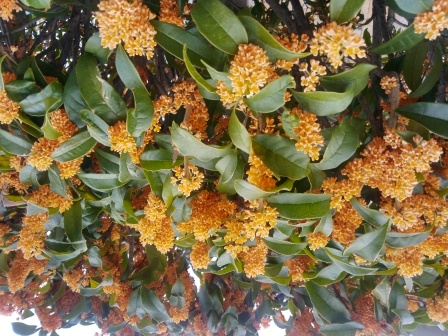 11月5日（水）11:50　京の町は金木犀の香りがそこかしこに漂う錦秋の候を迎えていた