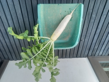 11月6日（木）16:27　家に戻って、夕食の豚しゃぶ用に大根の初収穫