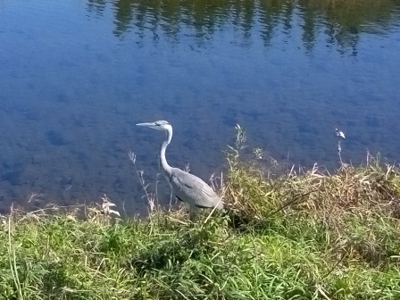 11月8日（土）10:24　鴨川。アオサギ