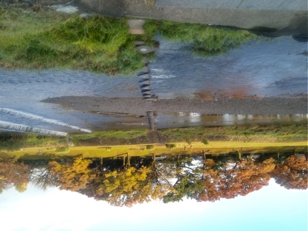 11月10日（月）07:17　朝の鴨川散歩、北大路橋と北山橋の間にある飛び石