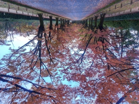 11月10日（月）07:59　朝の鴨川散歩、植物園正面入口の街路樹