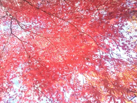 10:35　紅葉のステンドグラスの趣