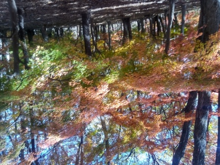 11:28　西の平周遊　２　緑からのグラデーションも美しい