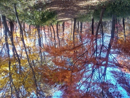 11:40　帰りの中の平から東の平間の紅葉　１