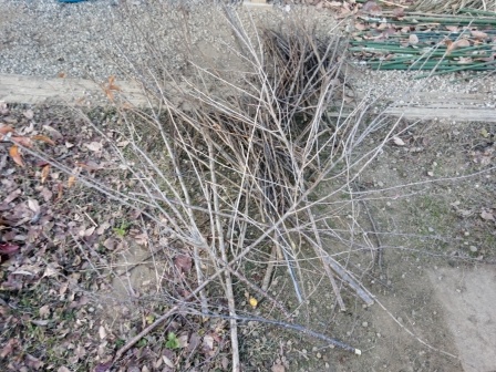 午前中はプラムの剪定、剪定枝