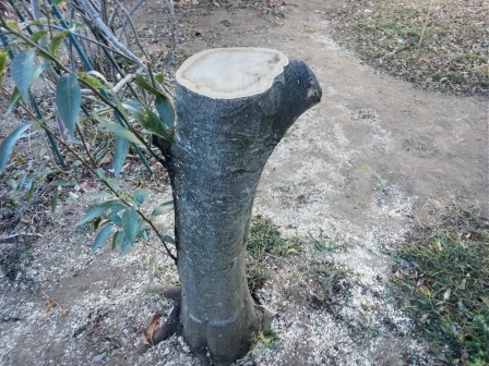 白樫の伐採をしてもらう