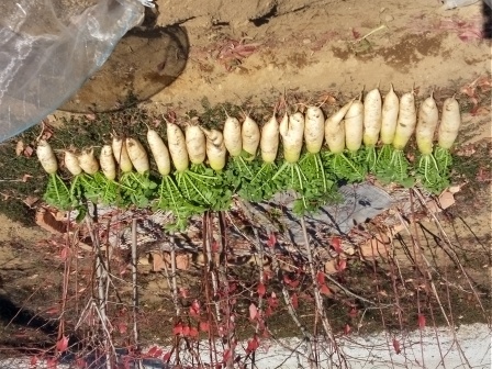 大根の収穫、育ちの今一なのを含め22本